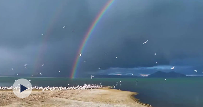 ľʺȺt